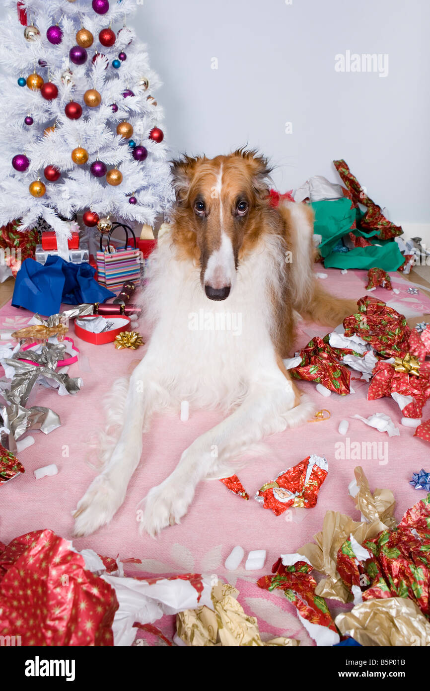 Barzoï se prélassant parmi les papiers d'emballage de Noël, râpé Banque D'Images