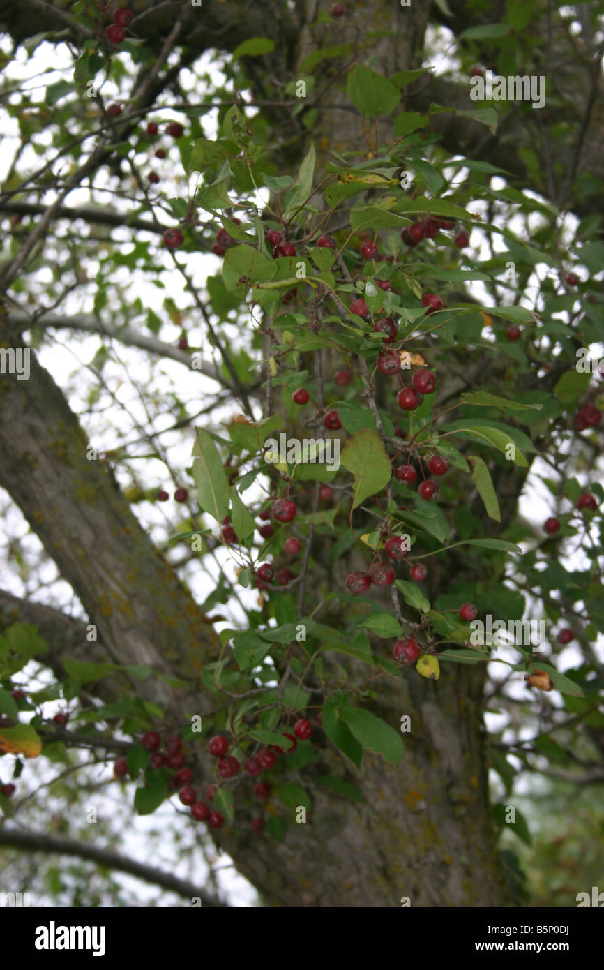 Crabe rouge - des pommes s'asseoir caché parmi les feuilles vert épais d'un arbre. Banque D'Images