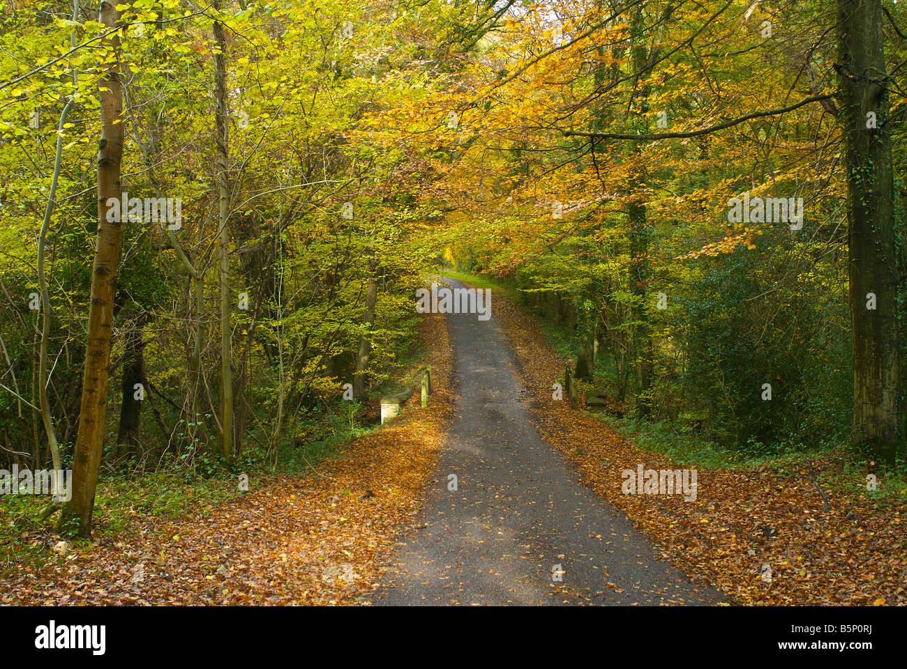 Country lane road à pied england uk automne Banque D'Images