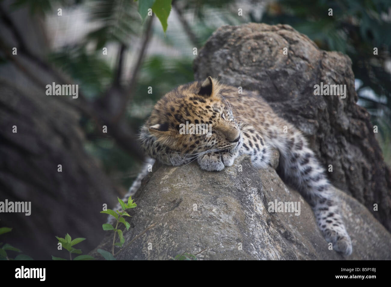 Jaguar de couchage Banque D'Images