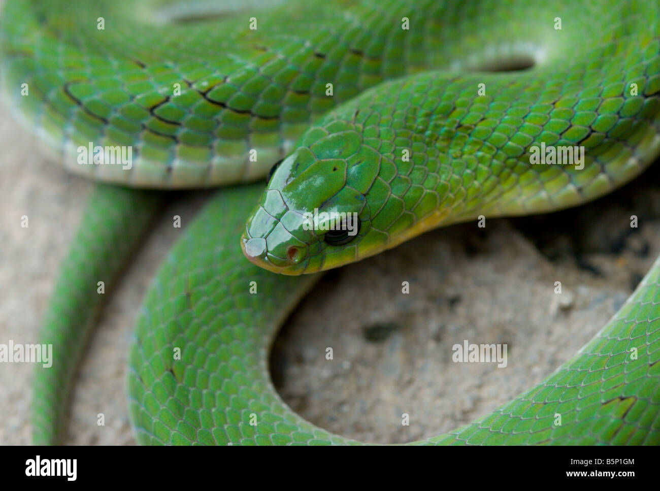 Nuit vert serpent vert viper adder Afrique Ouganda Banque D'Images