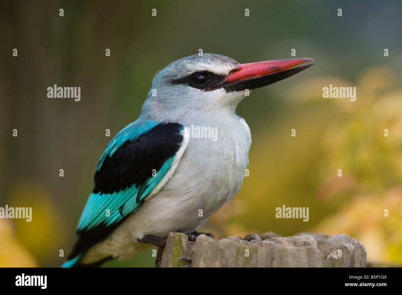 L'Afrique de l'Ouganda d'oiseaux forestiers kingfisher Banque D'Images
