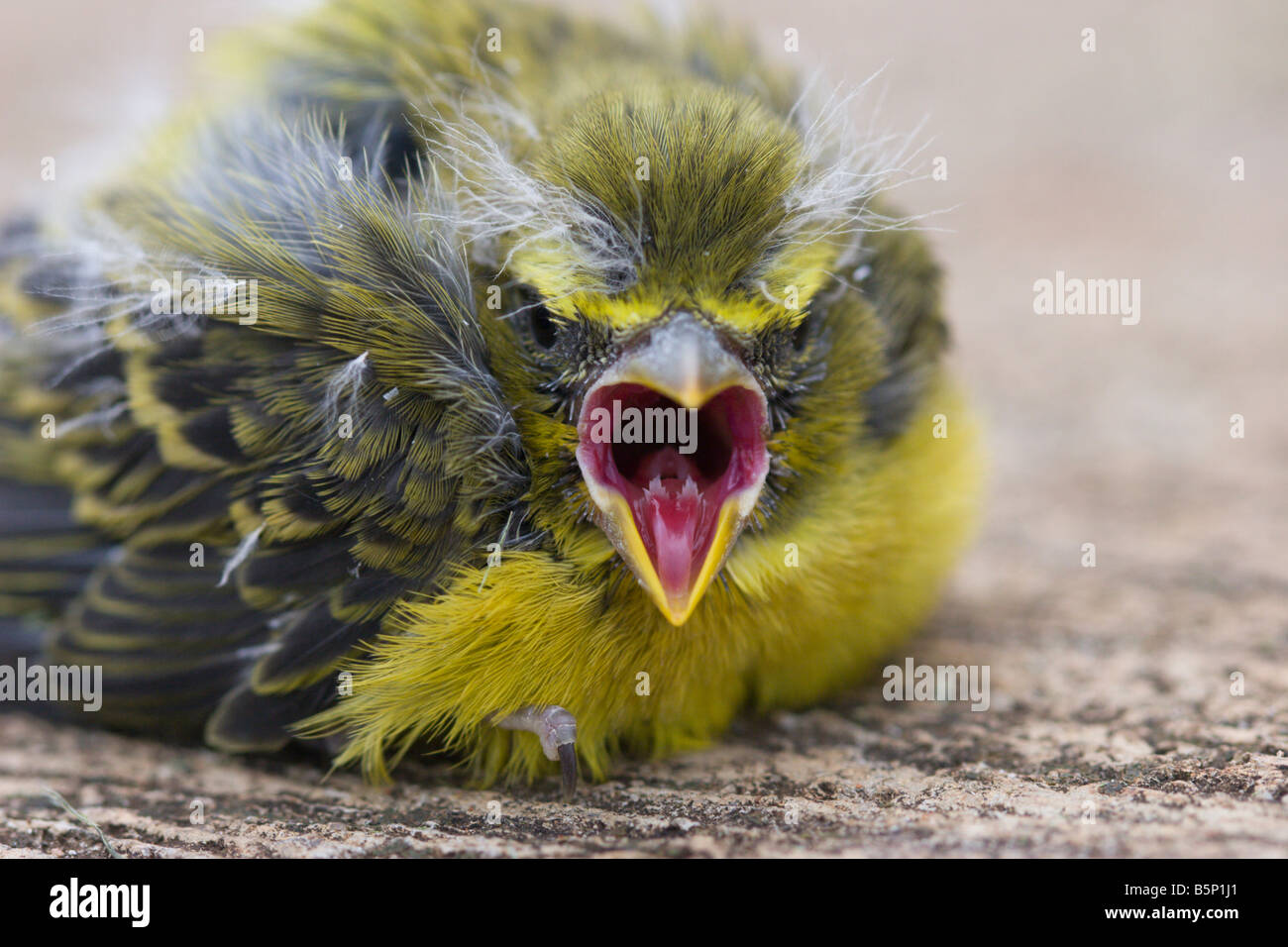 Bébé oiseau angry bird finch jaune Banque D'Images