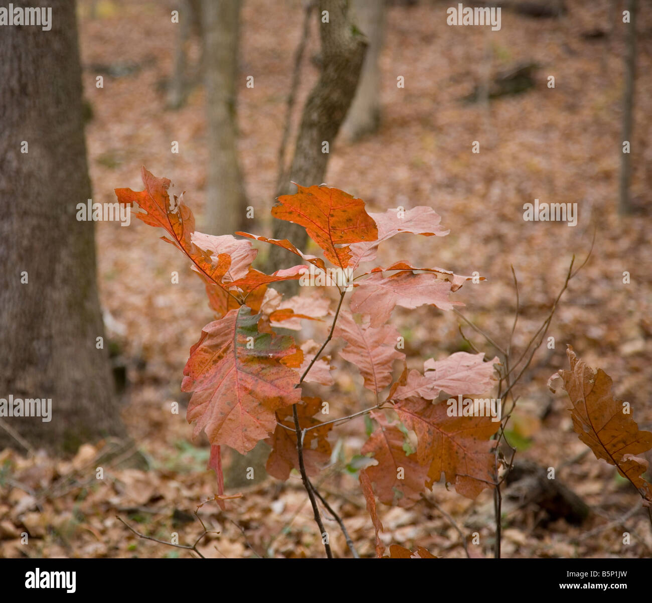 Jeune arbre en automne Banque D'Images