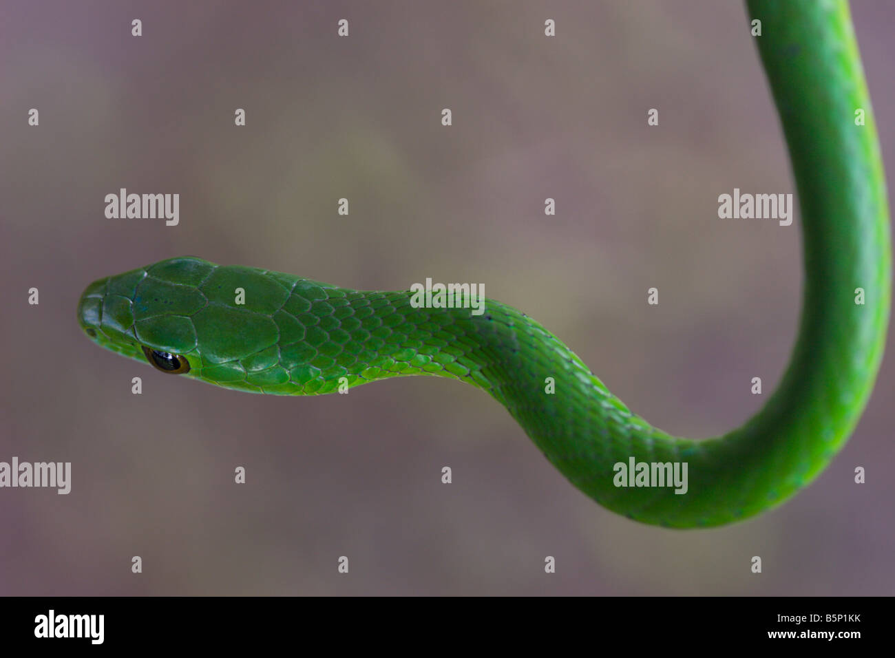 Green mamba serpent Ouganda Afrique Banque D'Images