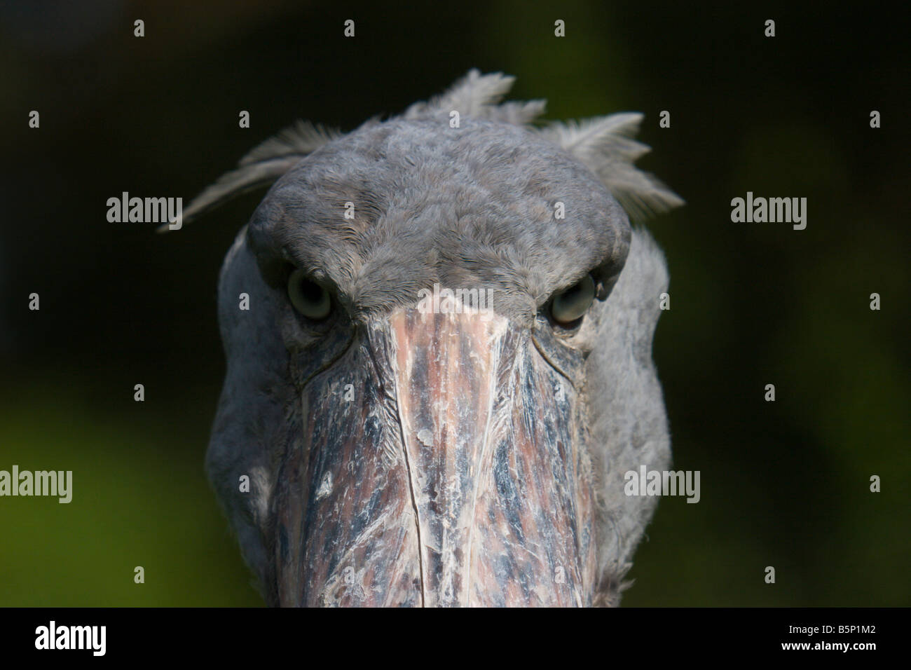 Shoebill stork oiseau Afrique Ouganda Projet de chaussure Photo Stock -  Alamy