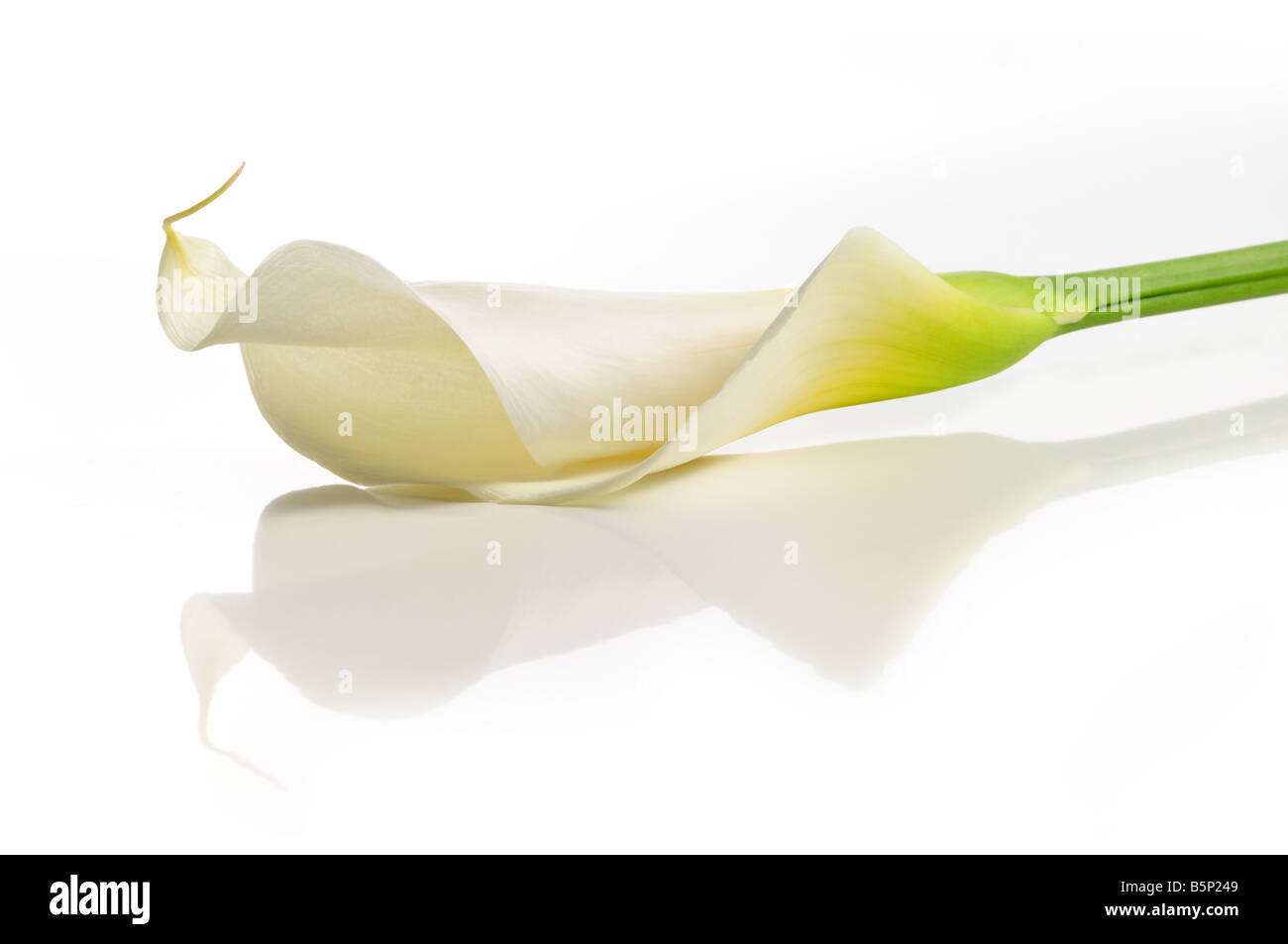 Détail de calla lilly flower isolated over white avec réflexion Banque D'Images
