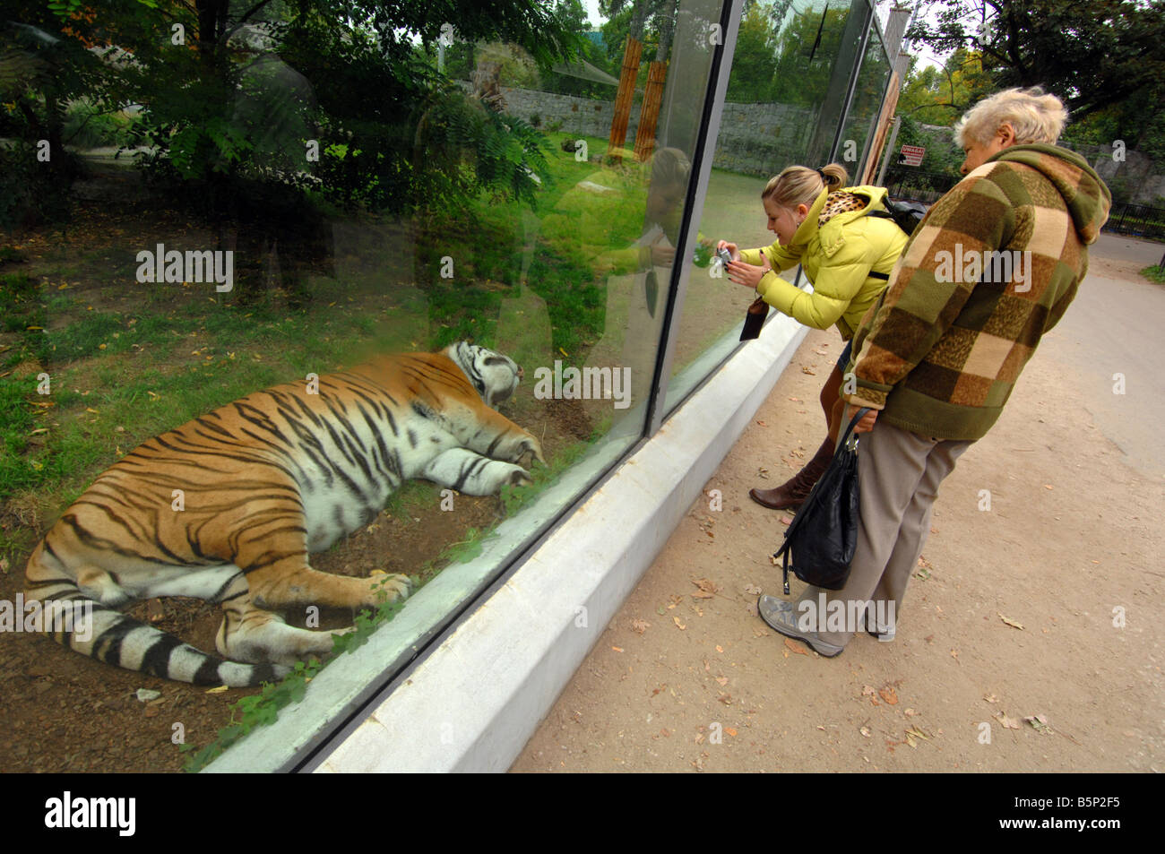 'Tigre Panthera tigris' en captivité Banque D'Images