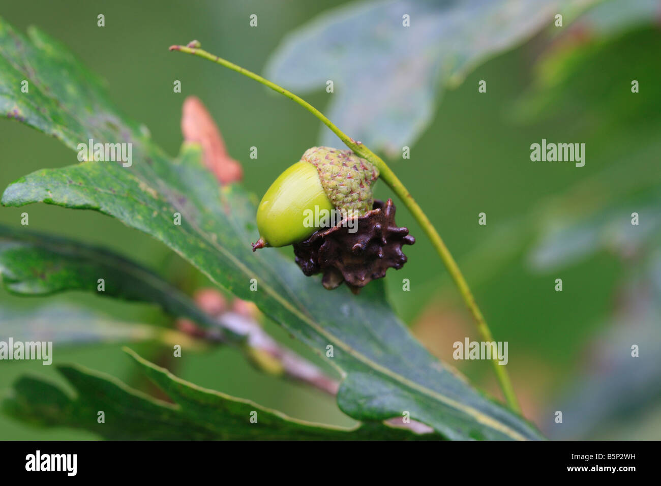 KNOPPER GALL Andricus quercuscalicus SUR ACORN Banque D'Images