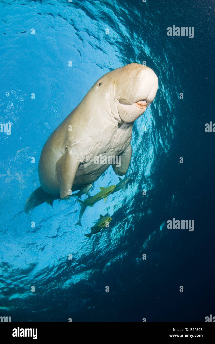 Dugong Sea Cow respirer à la surface Gnathanodon Speciosus Egypte Mer Rouge Océan Indien Banque D'Images