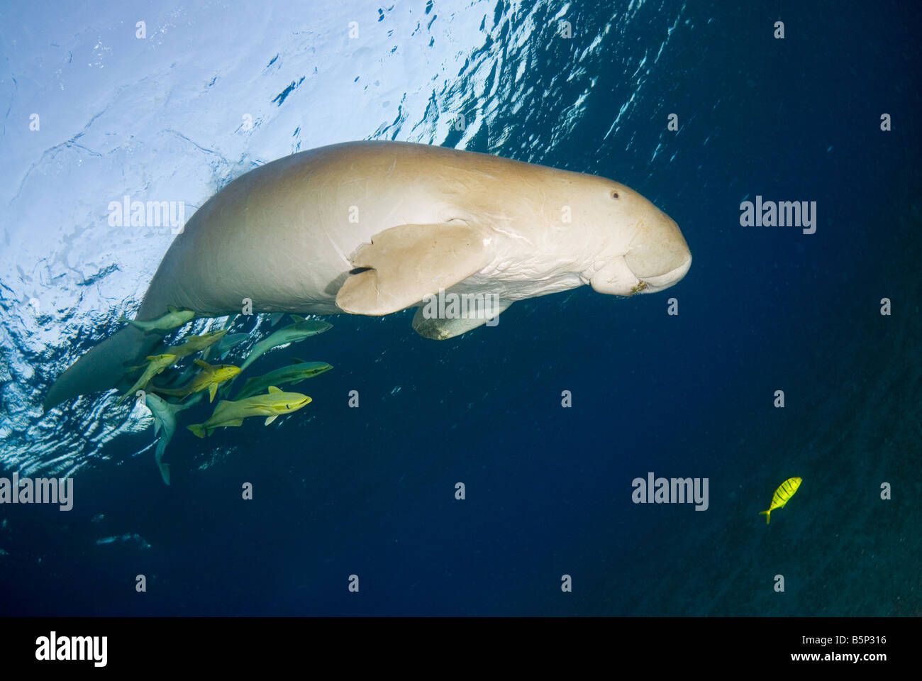 Dugong Sea Cow respirer à la surface Gnathanodon Speciosus Egypte Mer Rouge Océan Indien Banque D'Images