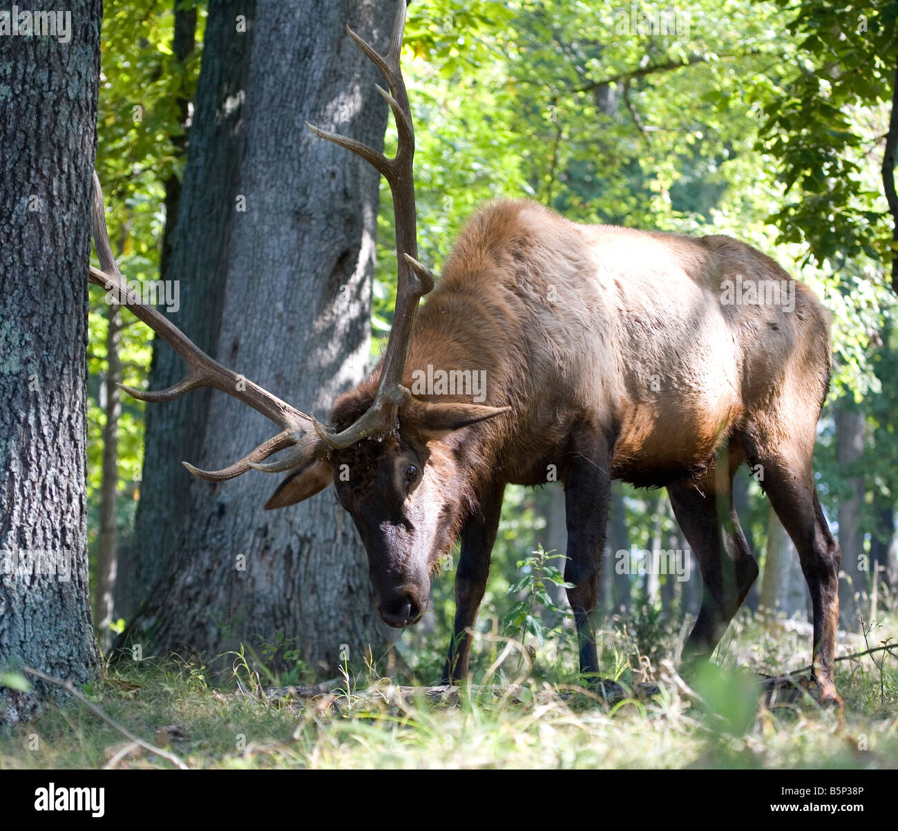 Bull Elk en rut Banque D'Images