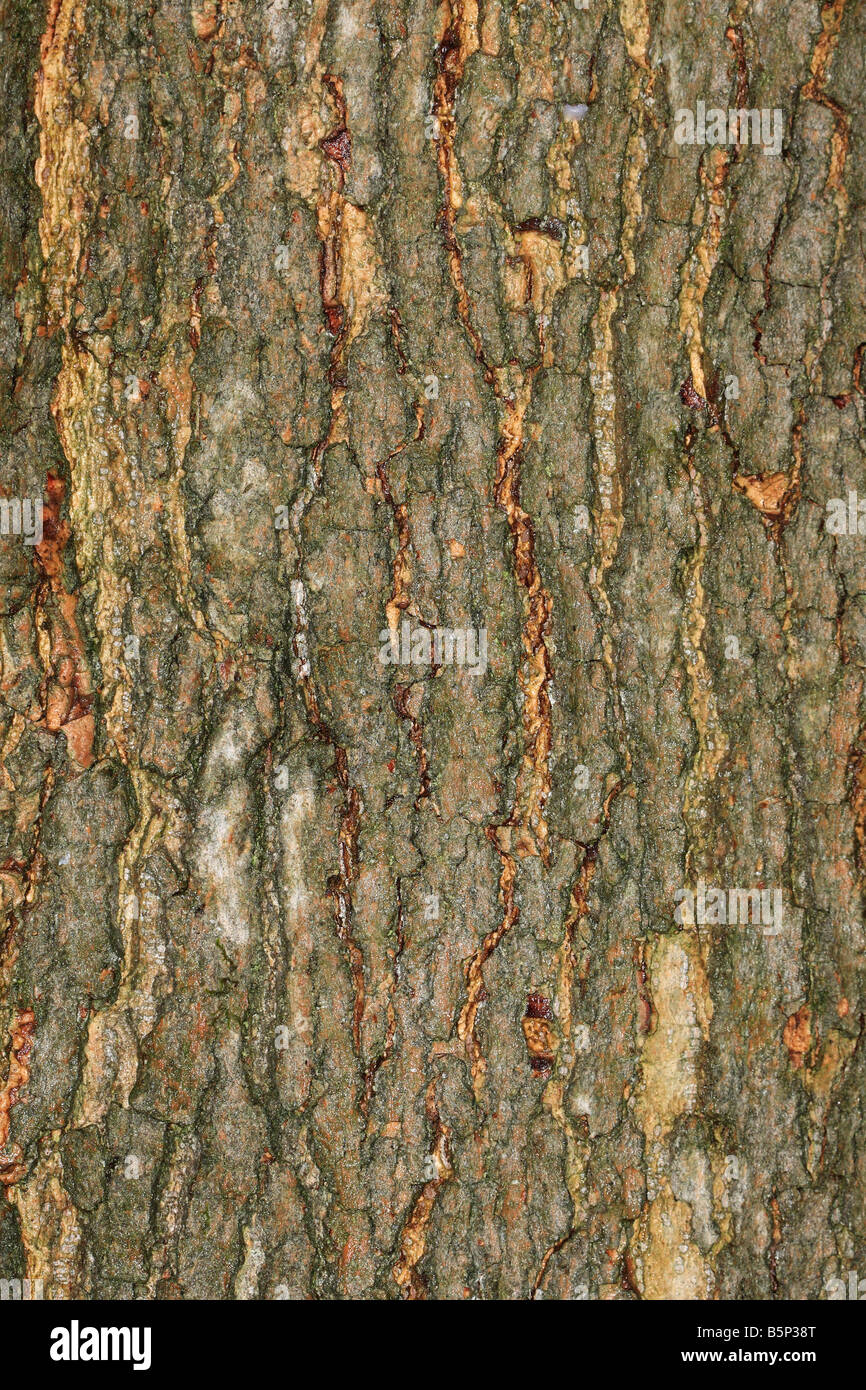 Magnolia sprengeri CLOSE UP D'ÉCORCE SUR ARBRE ADULTE Banque D'Images