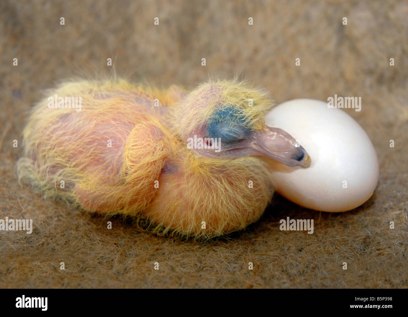 Chick, 'Déplacer', 'chick chick' pigeon pigeonneau et œuf Banque D'Images