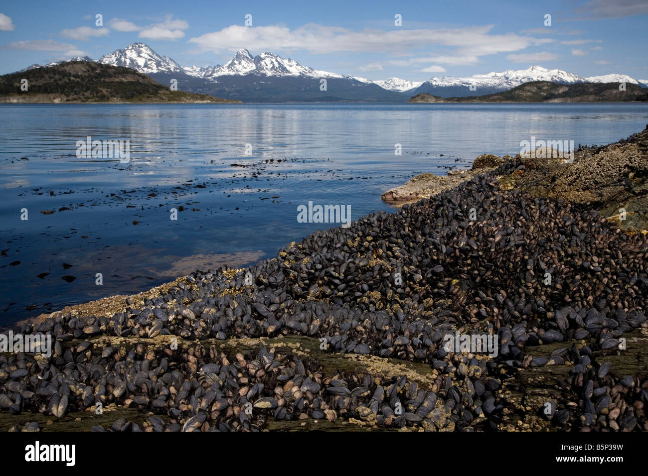 Le long des moules côte de Bahia Ensenada, Parc National Terre de Feu, Argentine Banque D'Images