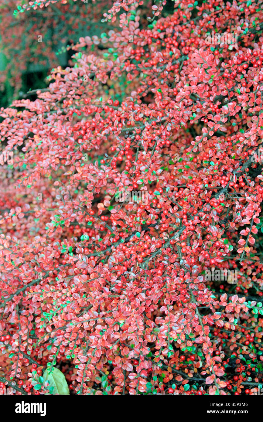 COTONEASTER HORIZONTALIS AGA AUTOMNE COULEUR Banque D'Images