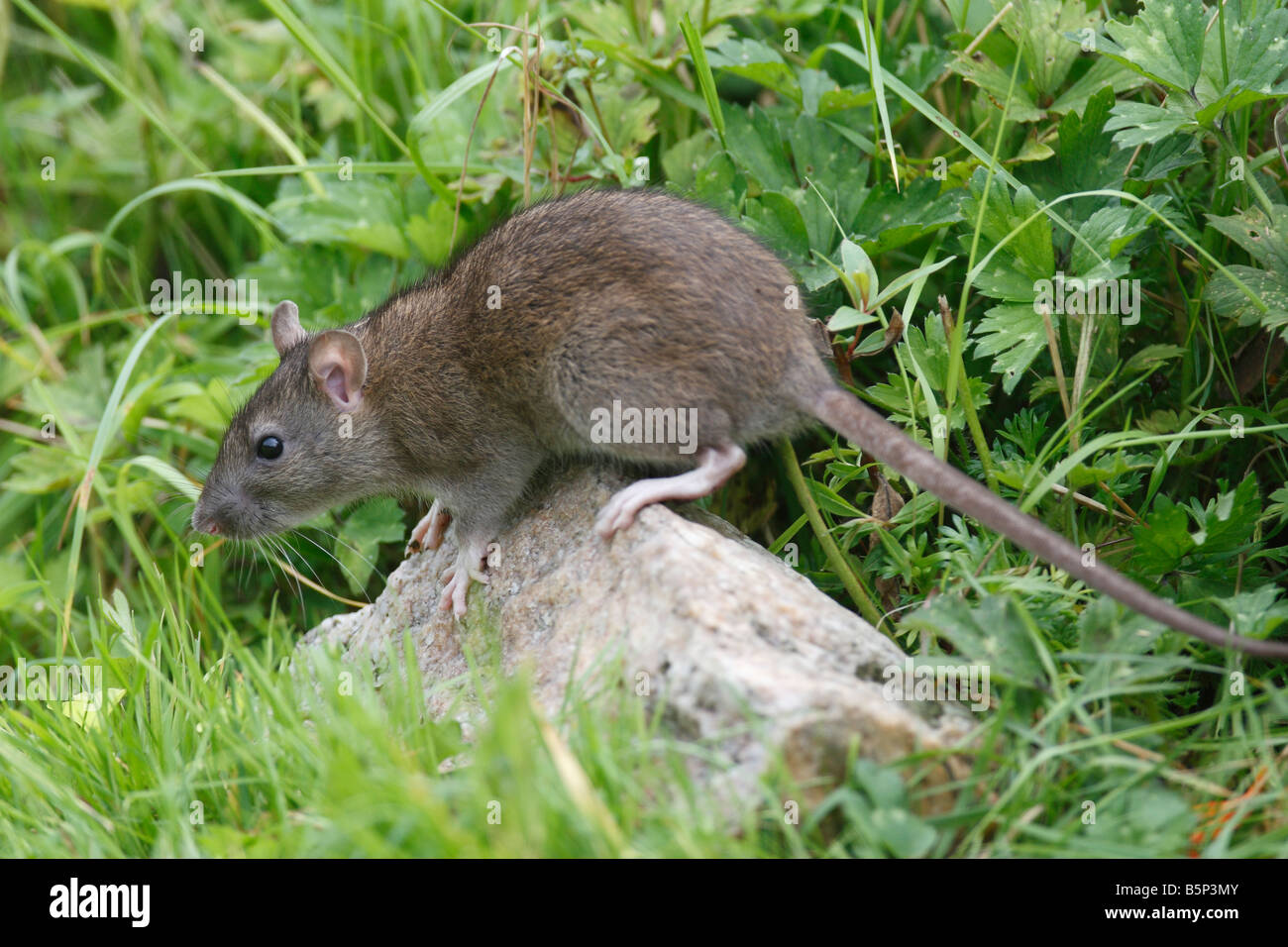 Brown Rat Rattus Norvegicus Banque De Photographies Et D images Haute Brown Rat Rattus Norvegicus Banque De Photographies Et D images Haute