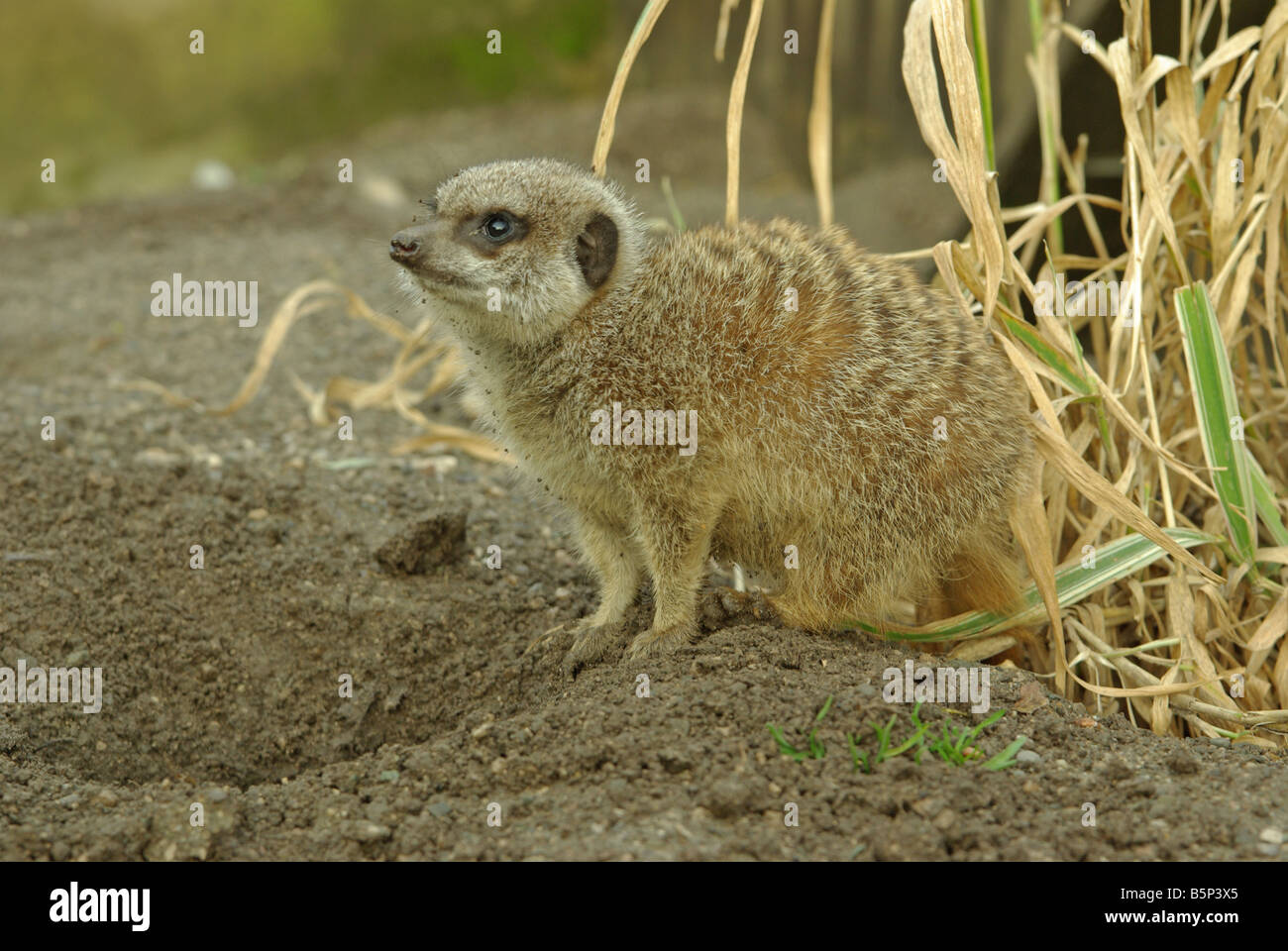 Un meerkat ou suricate, Lynx lynx. Banque D'Images