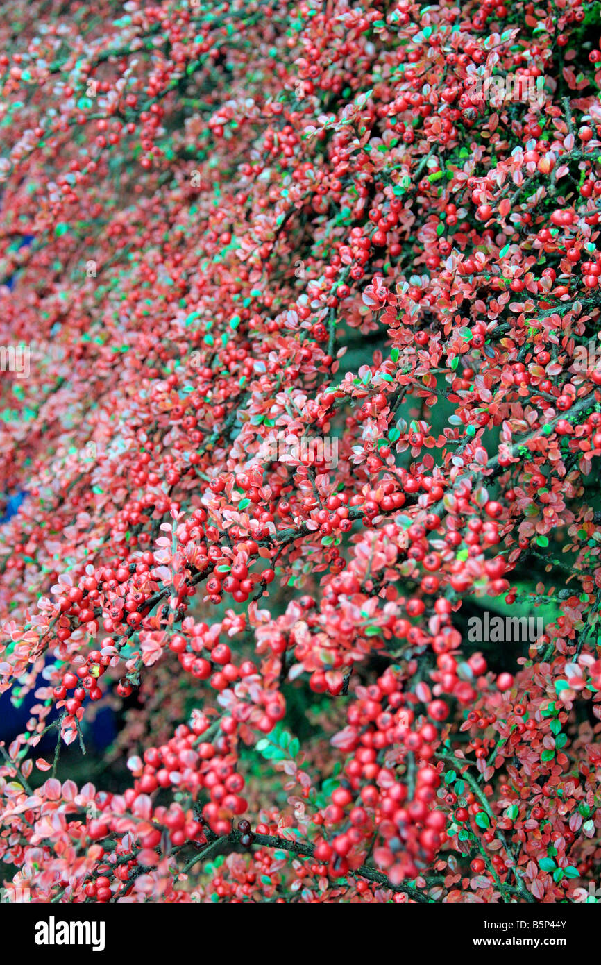 COTONEASTER HORIZONTALIS AGA AUTOMNE COULEUR Banque D'Images