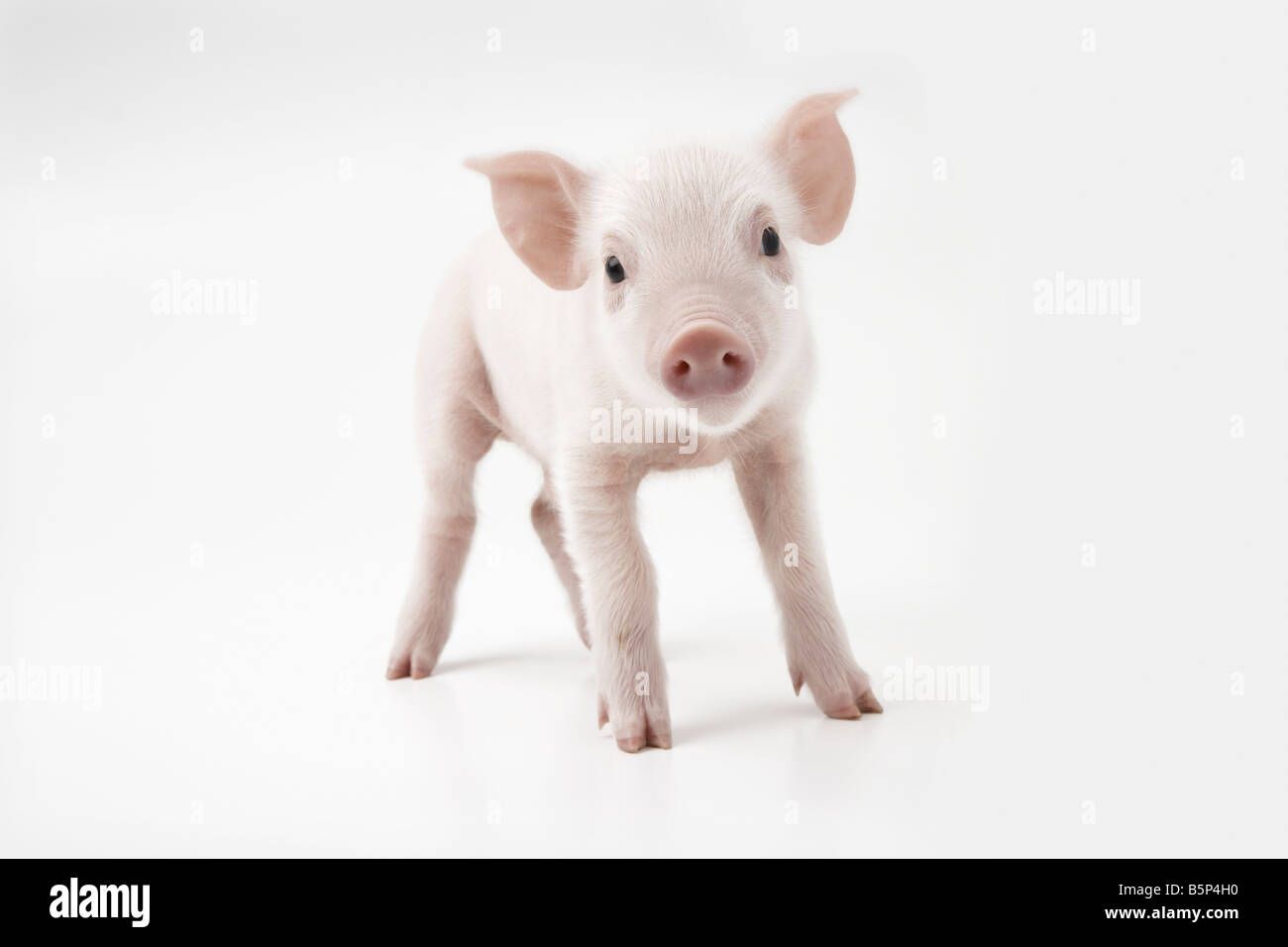 Porcelet rose Banque D'Images