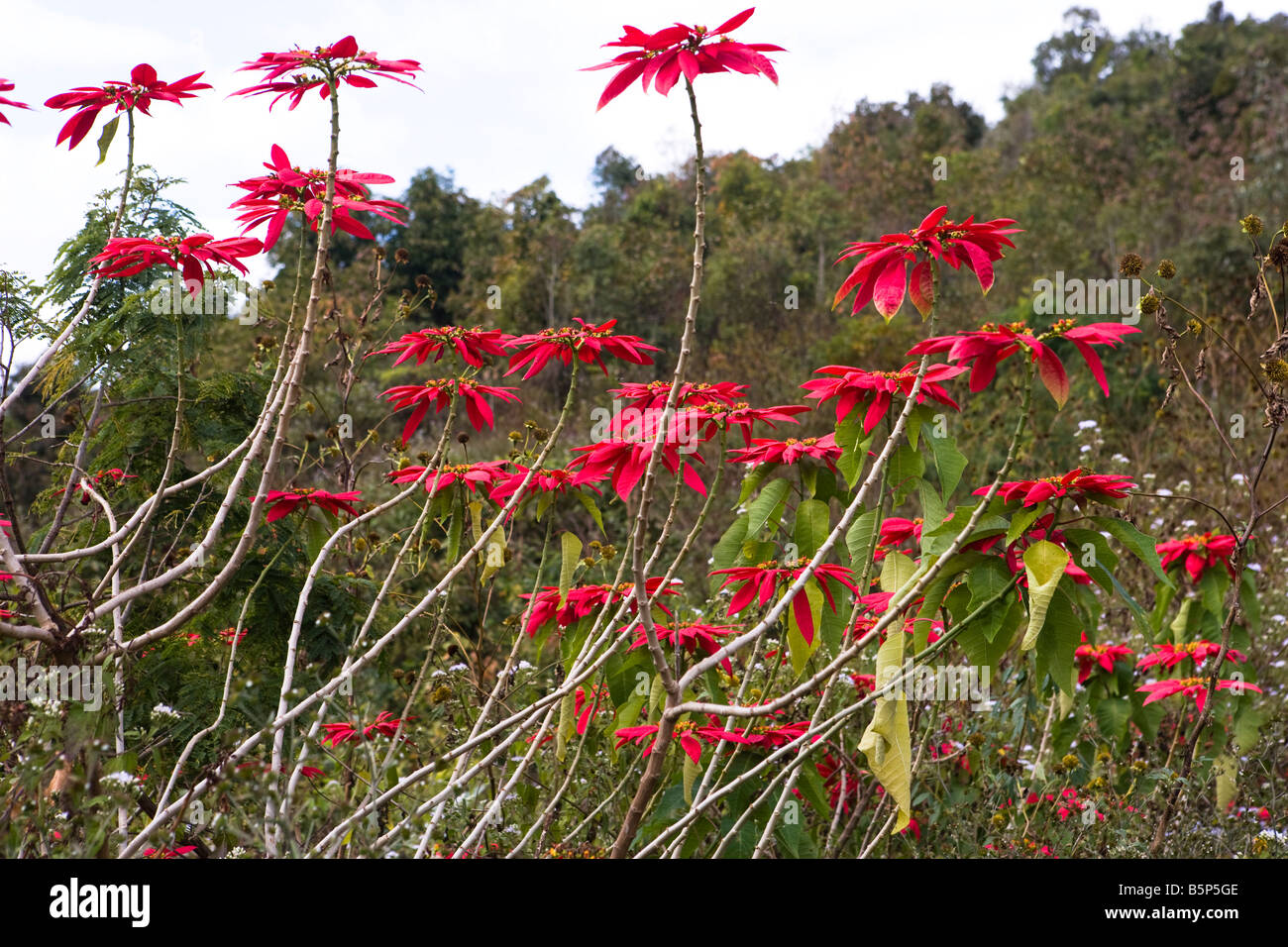 Poinsettia plantes poussant à l'état sauvage dans les collines du nord du Laos Banque D'Images