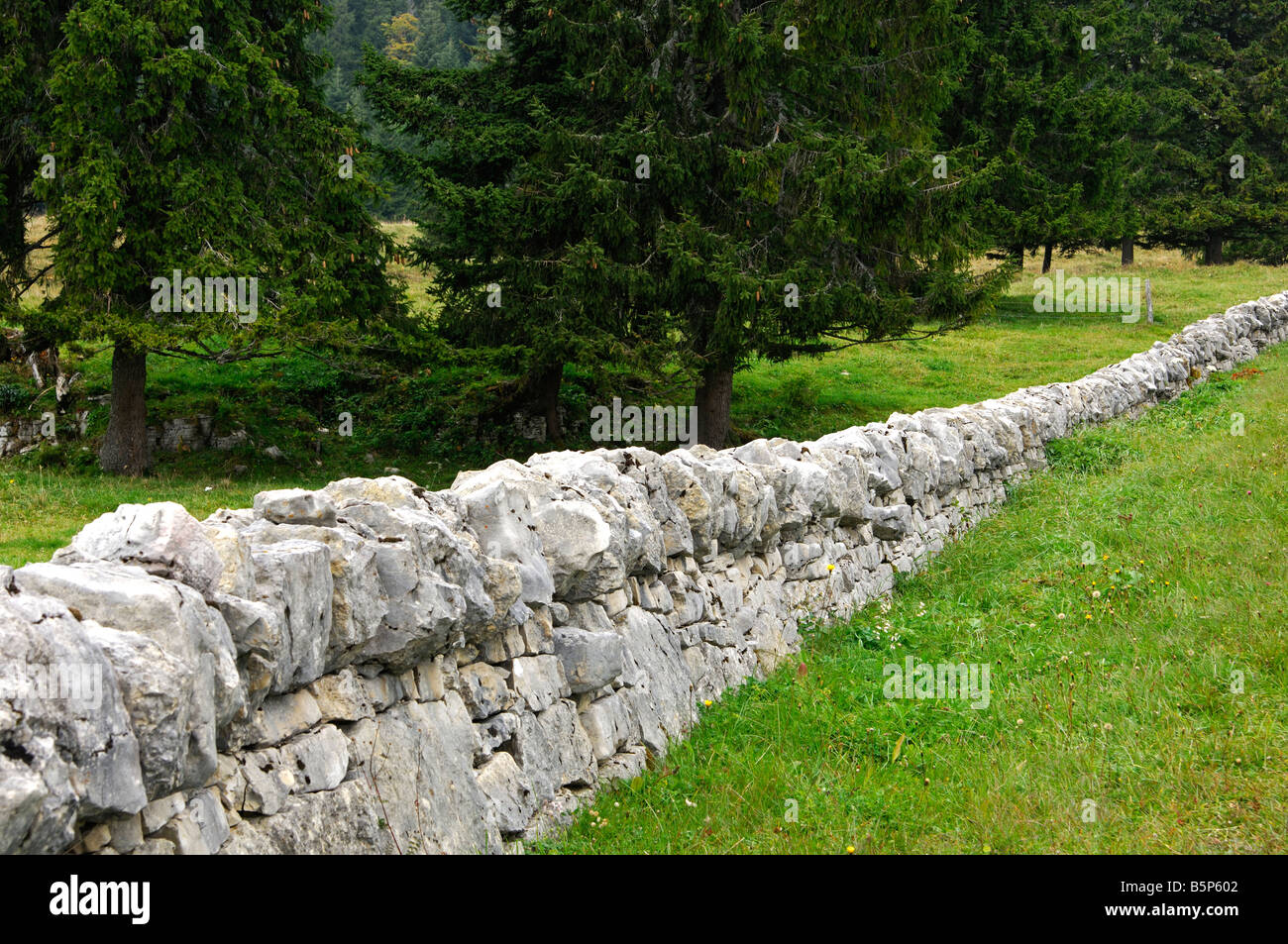 Mur en pierre sèche pâturage traditionnel l'escrime dans le Jura Col du Marchairuz, canton de Vaud Suisse Banque D'Images