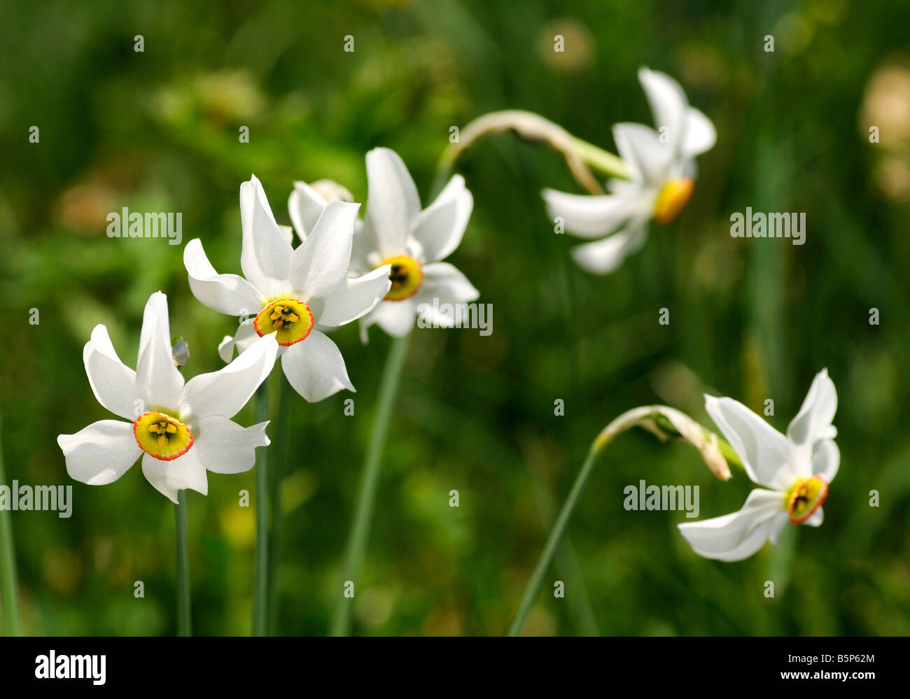 La JONQUILLE Narcissus poeticus, poètes, Montreux, Suisse Banque D'Images