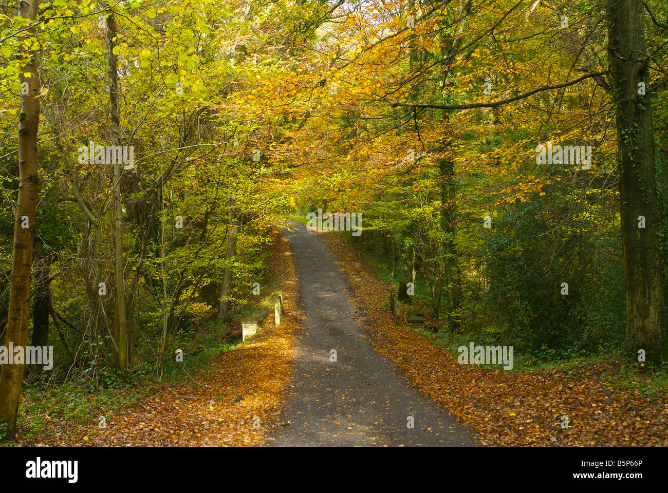 Country lane road à pied england uk automne Banque D'Images
