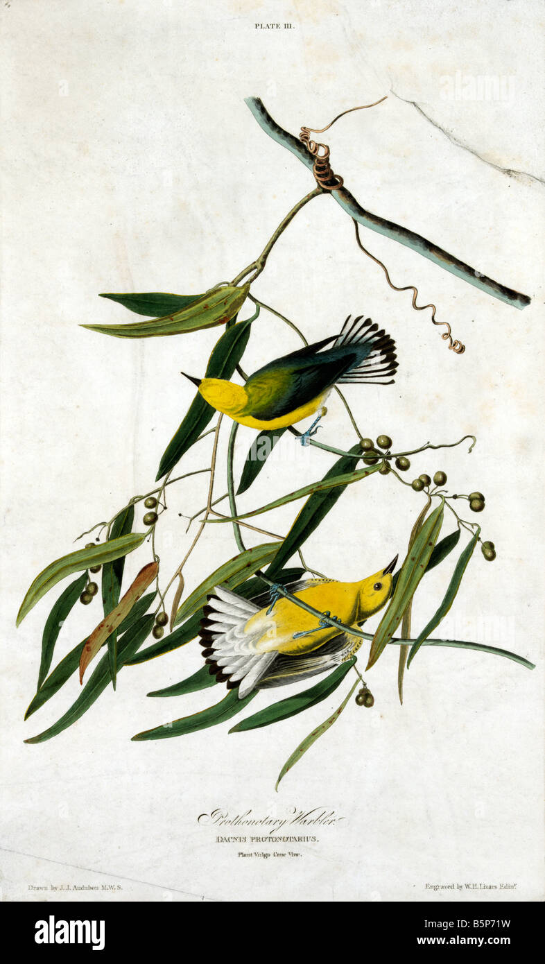 Protonotaria citrea prothonotary warbler Banque D'Images