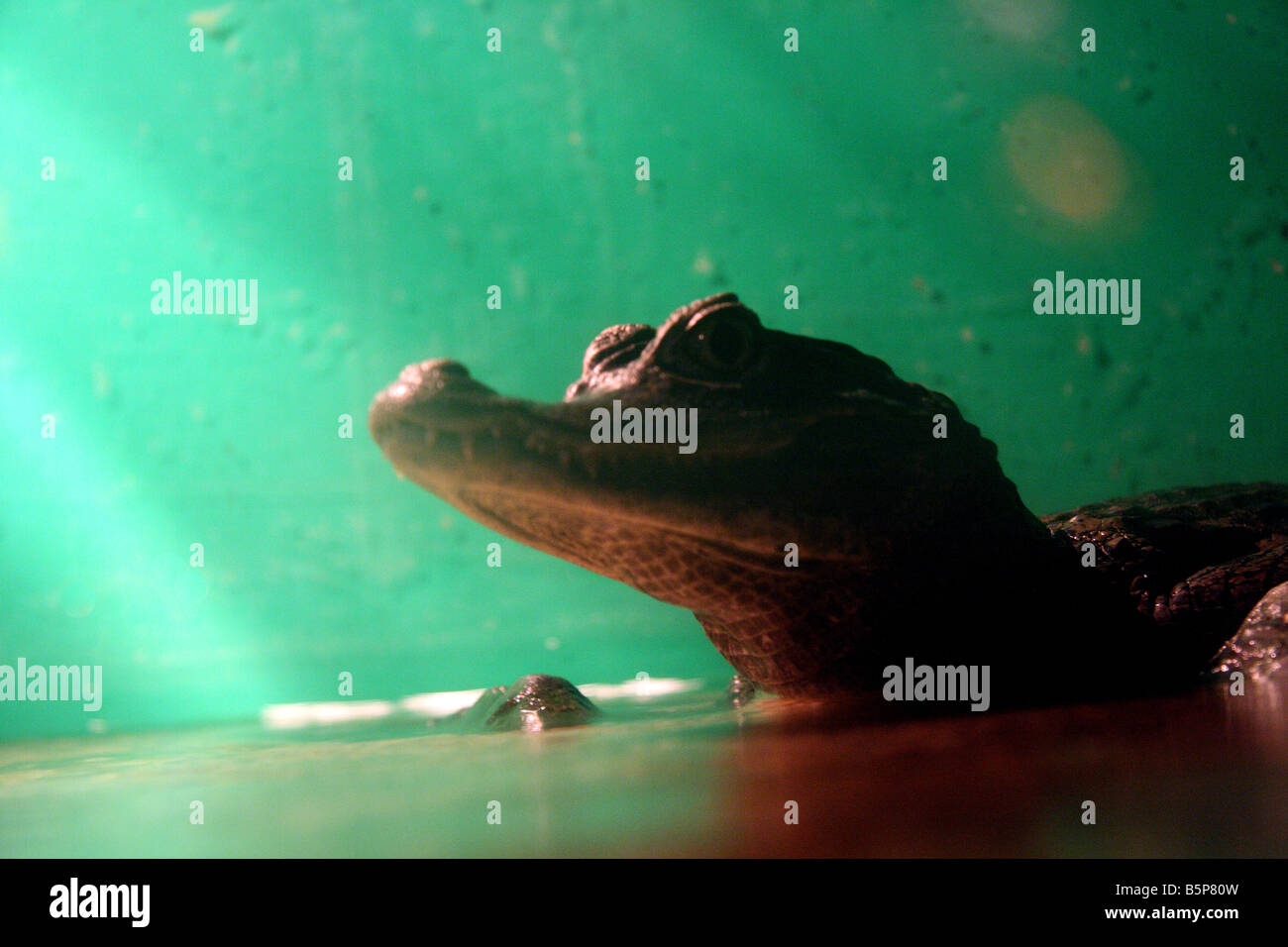 Alligatoridae) caiman (membre de l'un de la même famille que les alligators et crocodiles assis dans l'eau dans un reptilium. Banque D'Images