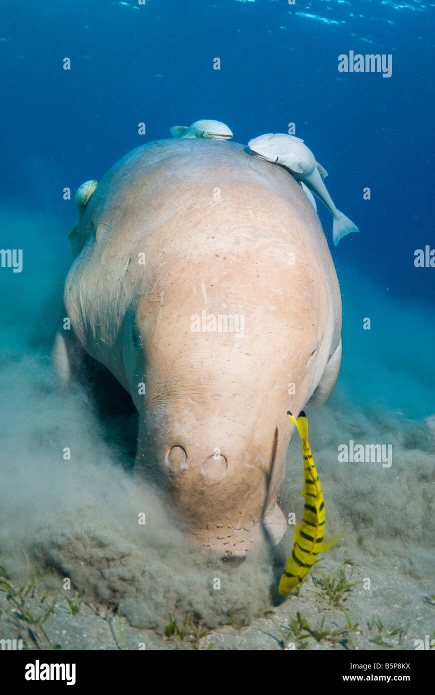 Dugong Sea Cow se nourrissant de l'herbe marine Gnathanodon Speciosus  Egypte Mer Rouge Océan Indien Photo Stock - Alamy