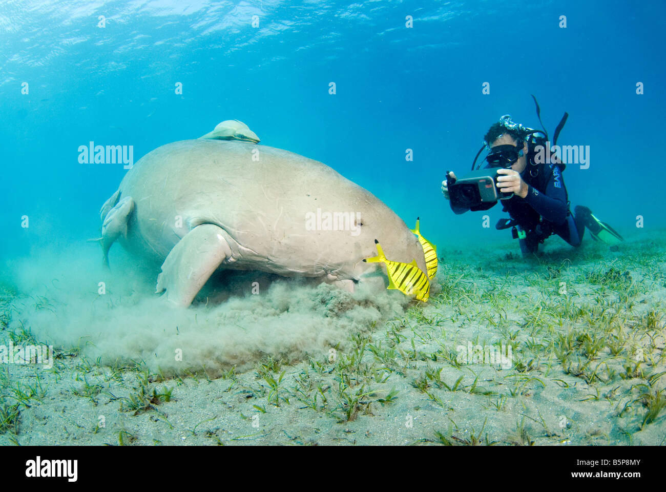 Dugong Sea Cow se nourrissant de l'herbe marine Gnathanodon Speciosus scuab diver Egypte Mer Rouge Océan Indien Banque D'Images