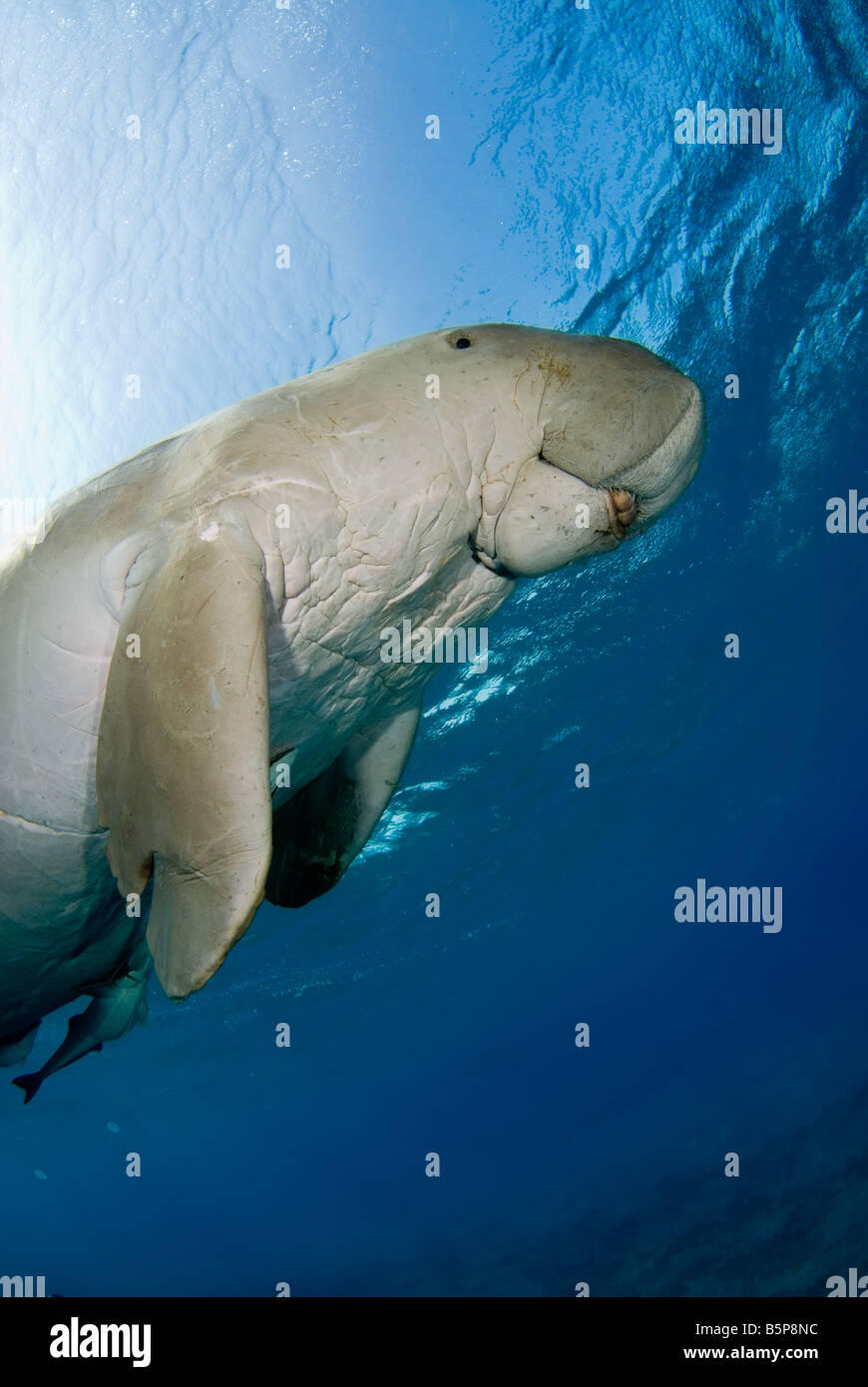 Dugong Sea Cow natation jusqu'à la surface pour respirer Gnathanodon Speciosus Egypte Mer Rouge Océan Indien Banque D'Images