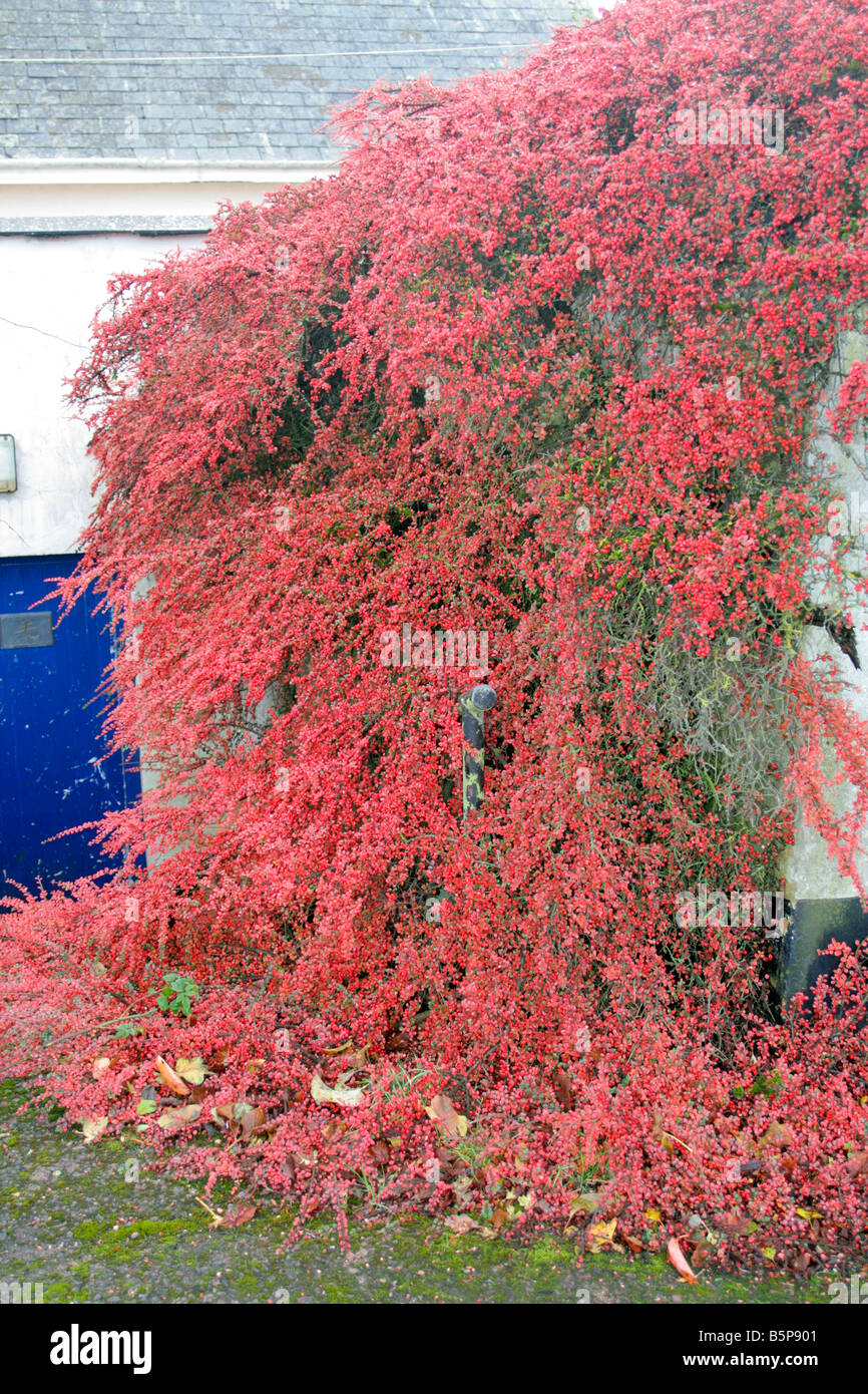 COTONEASTER HORIZONTALIS AGA AUTOMNE COULEUR Banque D'Images