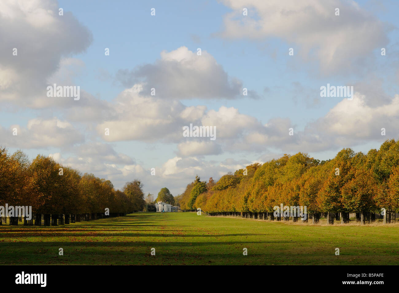 Avenue de lime et Blanc Lodge Bushy Park Middlesex UK Banque D'Images