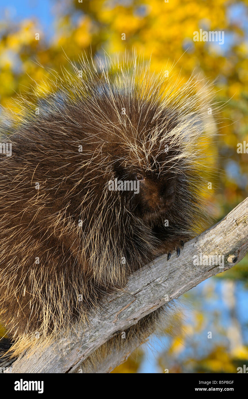 Porc-épic d'Amérique du Nord sur un arbre mort avec des feuilles de bouleau jaune à l'automne Banque D'Images