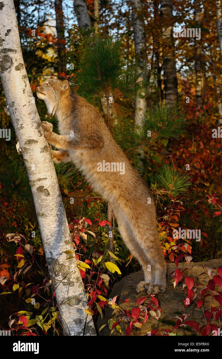 Les Lynx debout sur ses pattes postérieures à la recherche d'un bouleau dans une forêt d'automne Banque D'Images