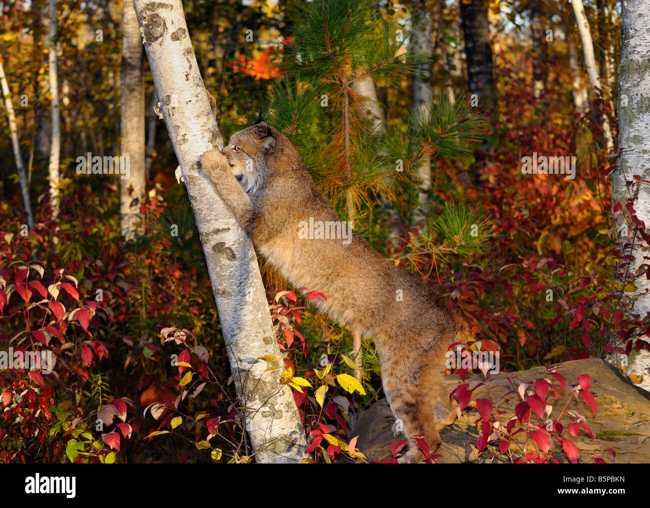 Les Lynx sur pattes griffes d'affûtage en grattant un bouleau dans une forêt d'automne Banque D'Images