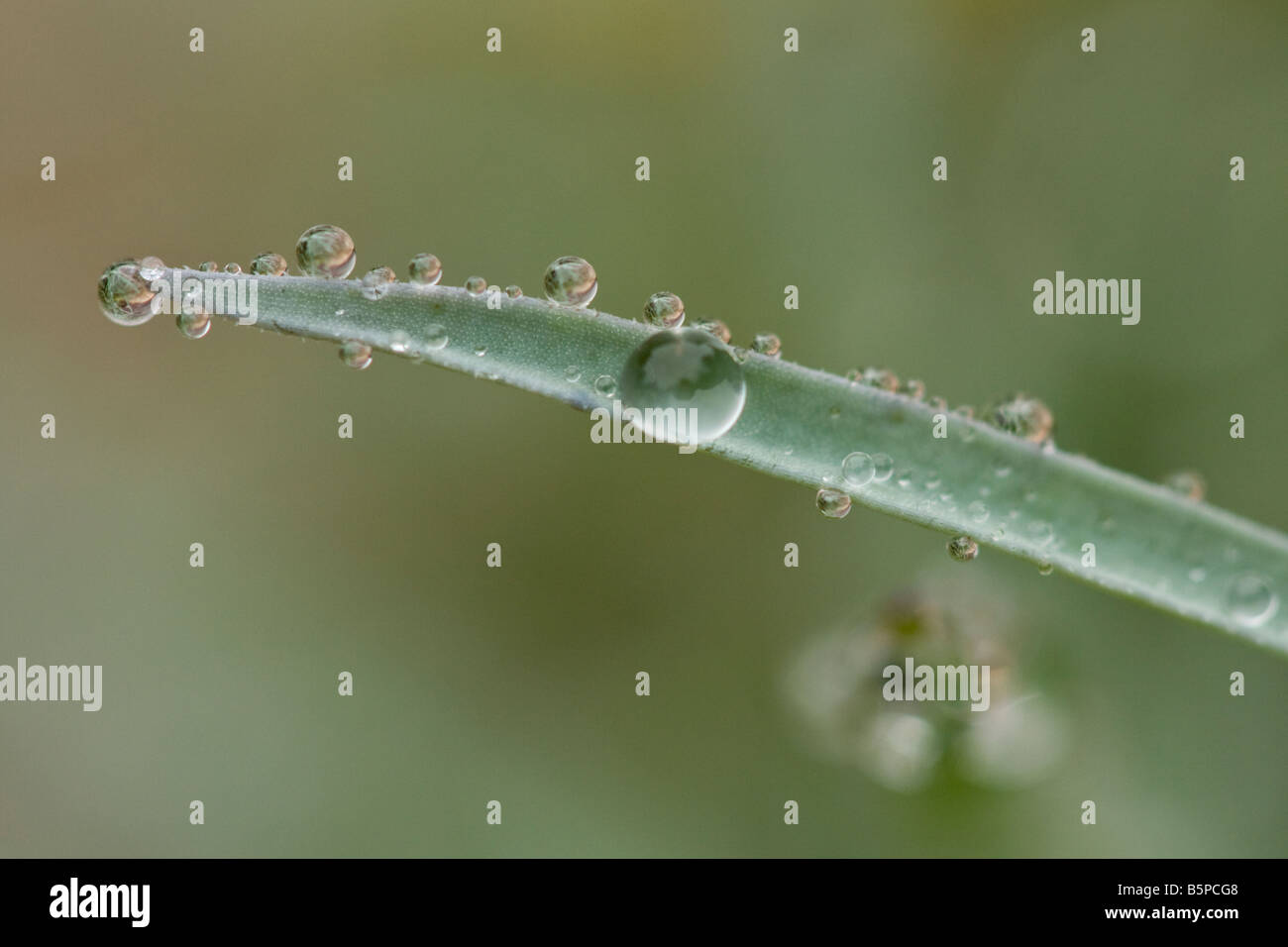 Macro image de rosée sur une feuille 6 Août 1942 Banque D'Images