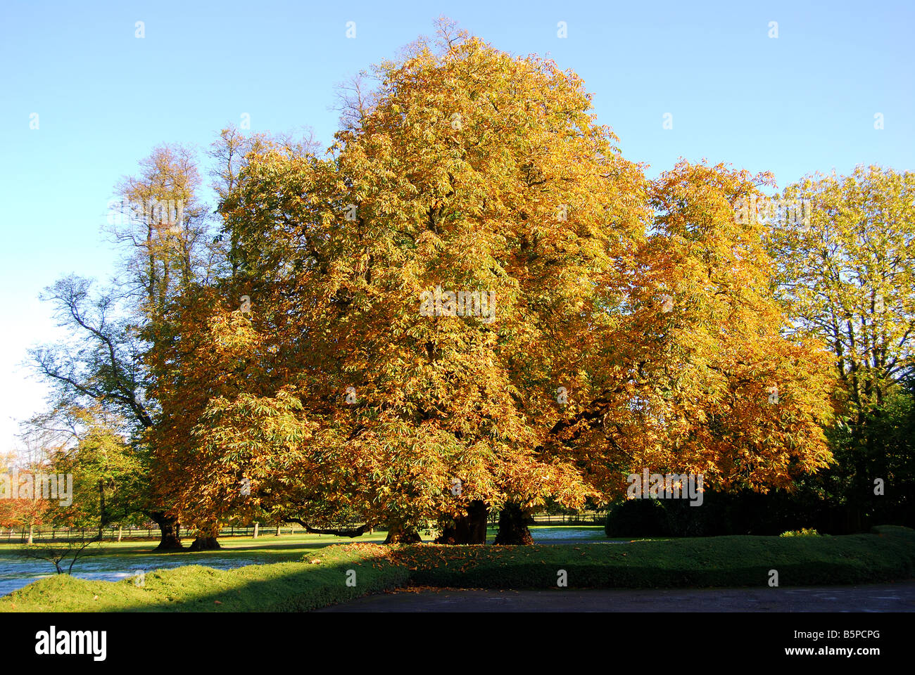 Horse-Chestnut arbre en automne, Virginia Water, Surrey, Angleterre, Royaume-Uni Banque D'Images