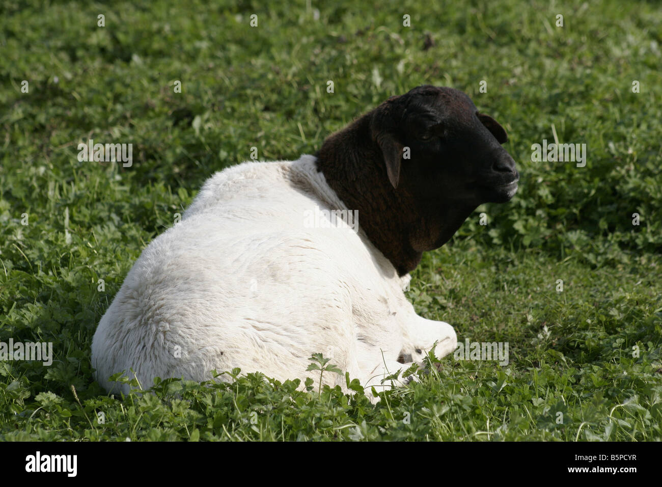 Les moutons à tête noire toison troupeau ovin Banque D'Images