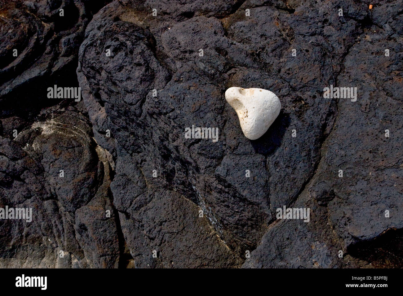 White Rock trouvés sur le noir de la pierre de lave sur Kauai Banque D'Images