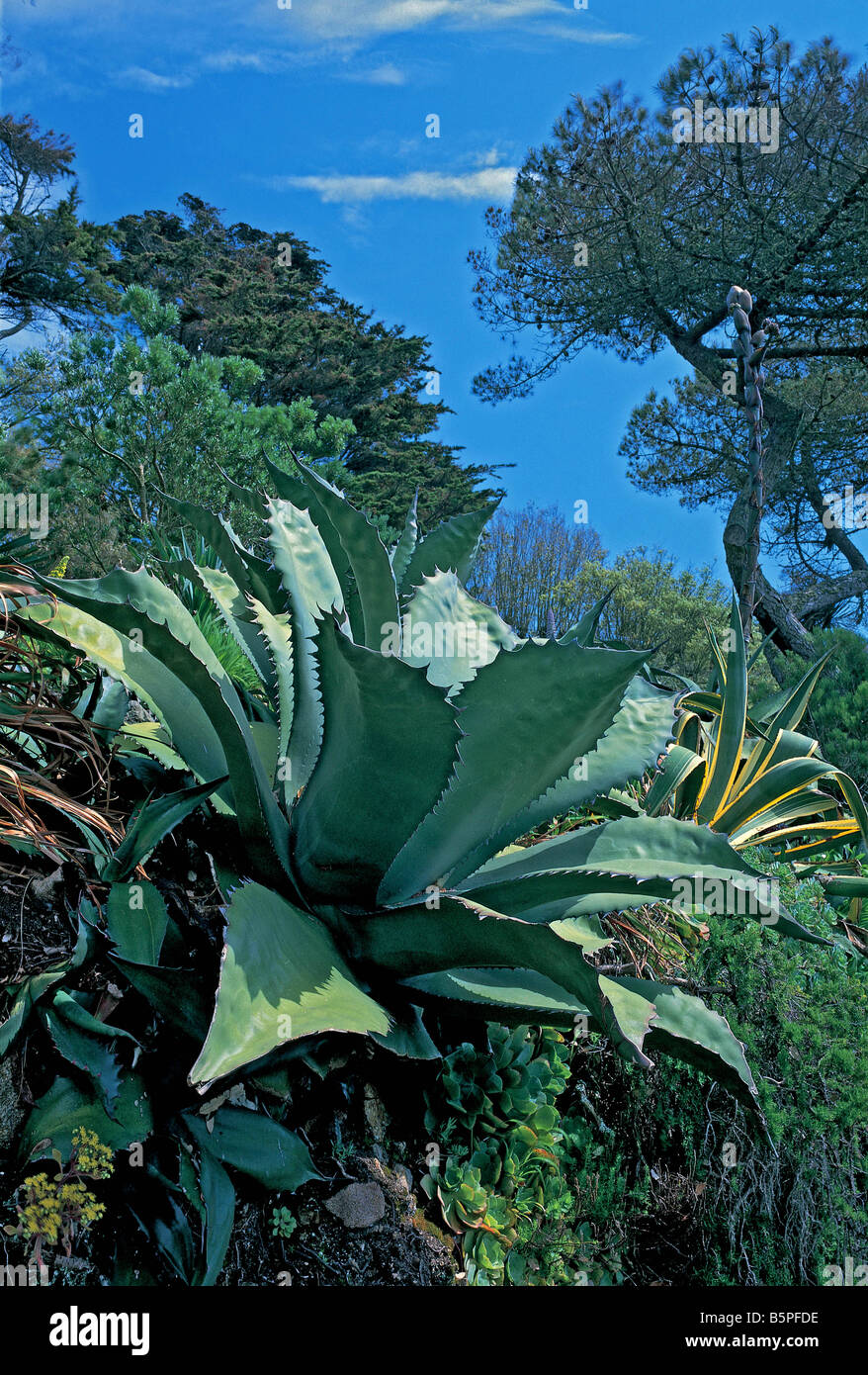 Agave ferox dans les jardins de l'abbaye de Tresco Banque D'Images