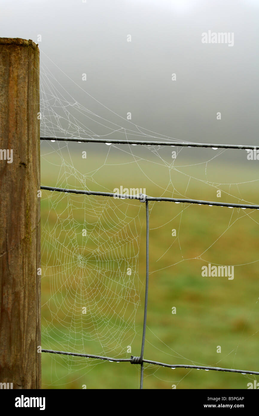 Sur un petit matin brumeux dans le collines de Chiltern, Buckinghamshire, Angleterre Banque D'Images