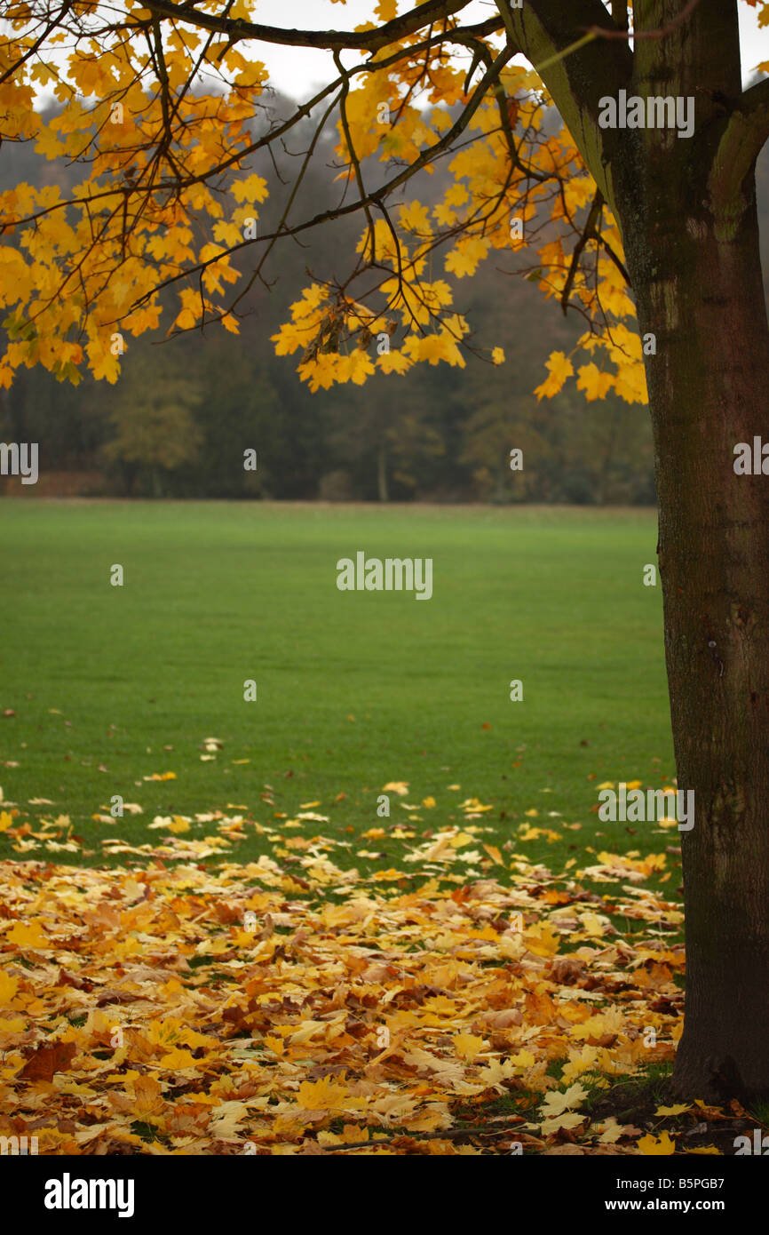 Feuillage de l'automne, le seigle, High Wycombe Banque D'Images