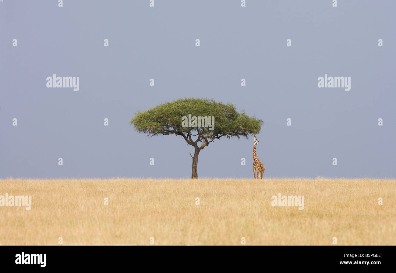 Paysage sur le Masai Mara avec acacia tree et girafe. Banque D'Images