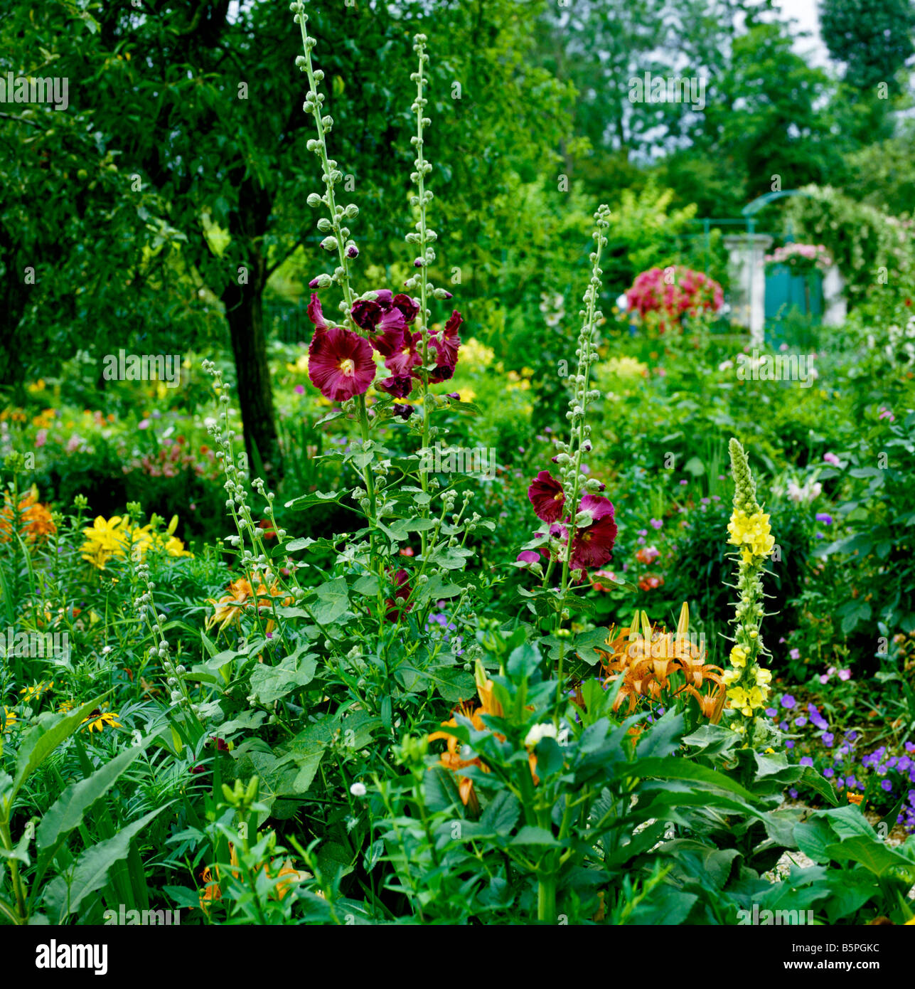 Roses trémières dans le jardin de Monet à Giverny Banque D'Images