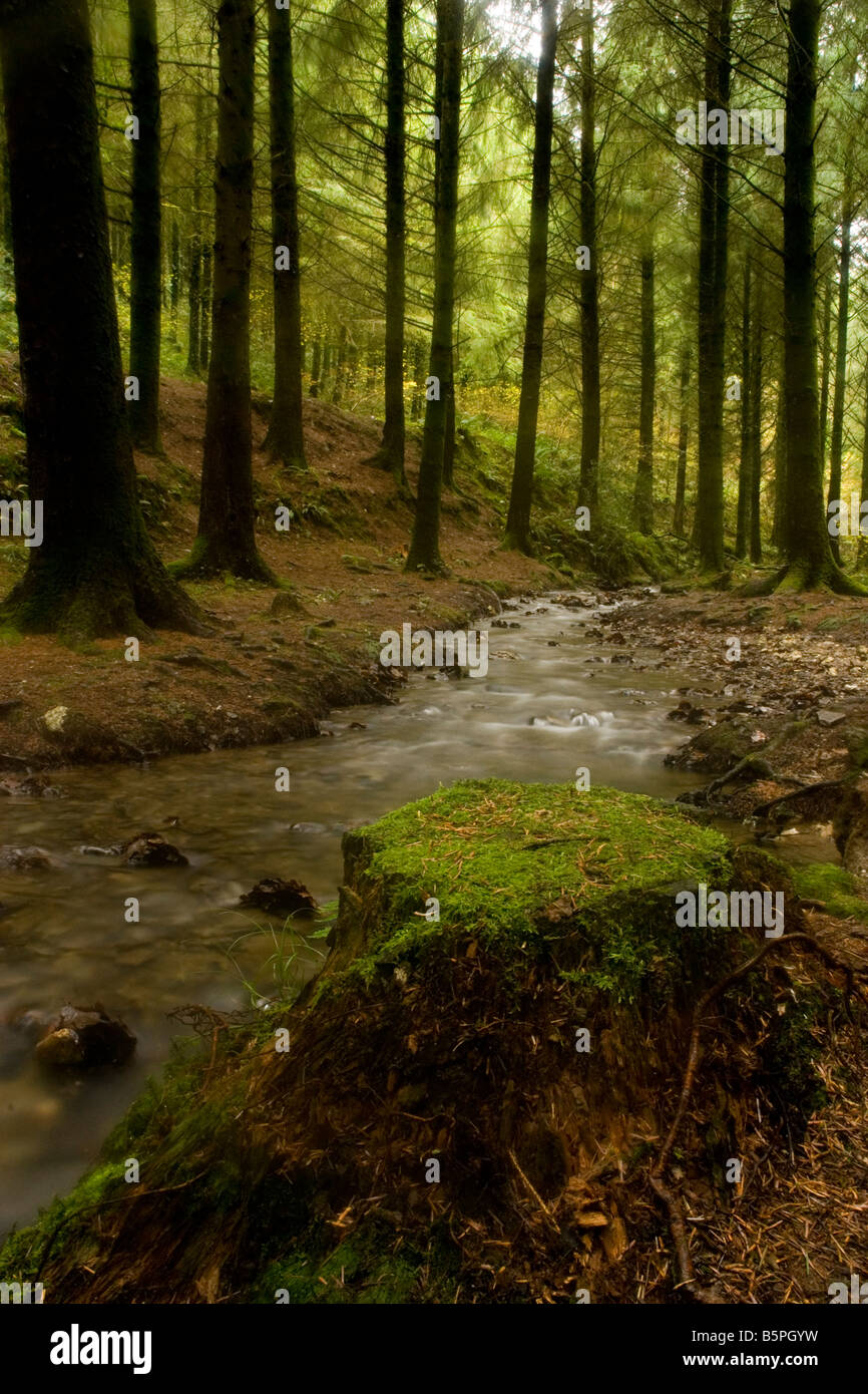 Cardinham woods, Bodmin, Cornwall, Angleterre Banque D'Images