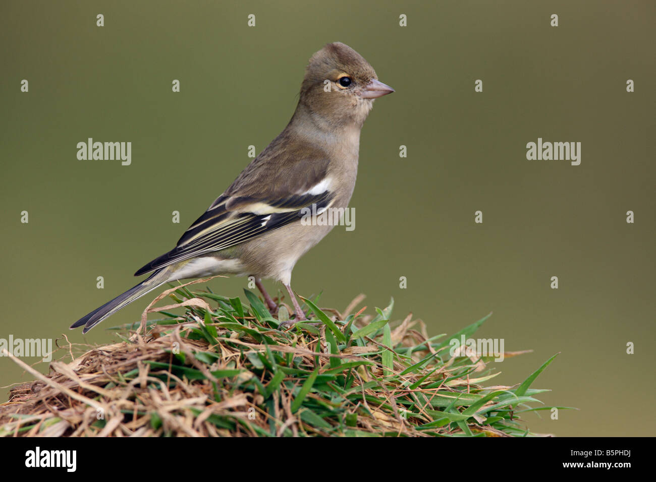 Femme Chaffinch Fringilla coelebs perché sur l'herbe à Potton alerte Bedfordshire Banque D'Images