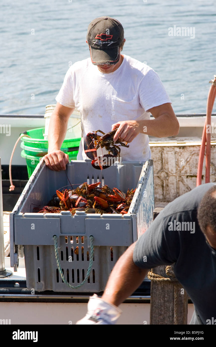 Le homard placés dans tote par pêcheur de homard, Maine coast, États-Unis. Banque D'Images